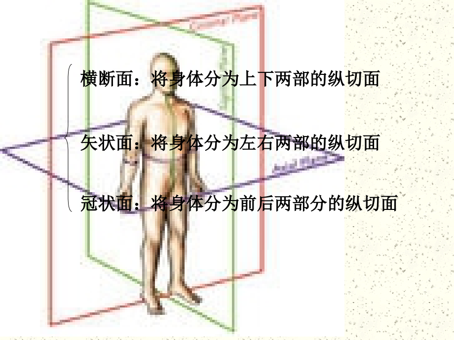 颅脑断面解剖好教程_第2页