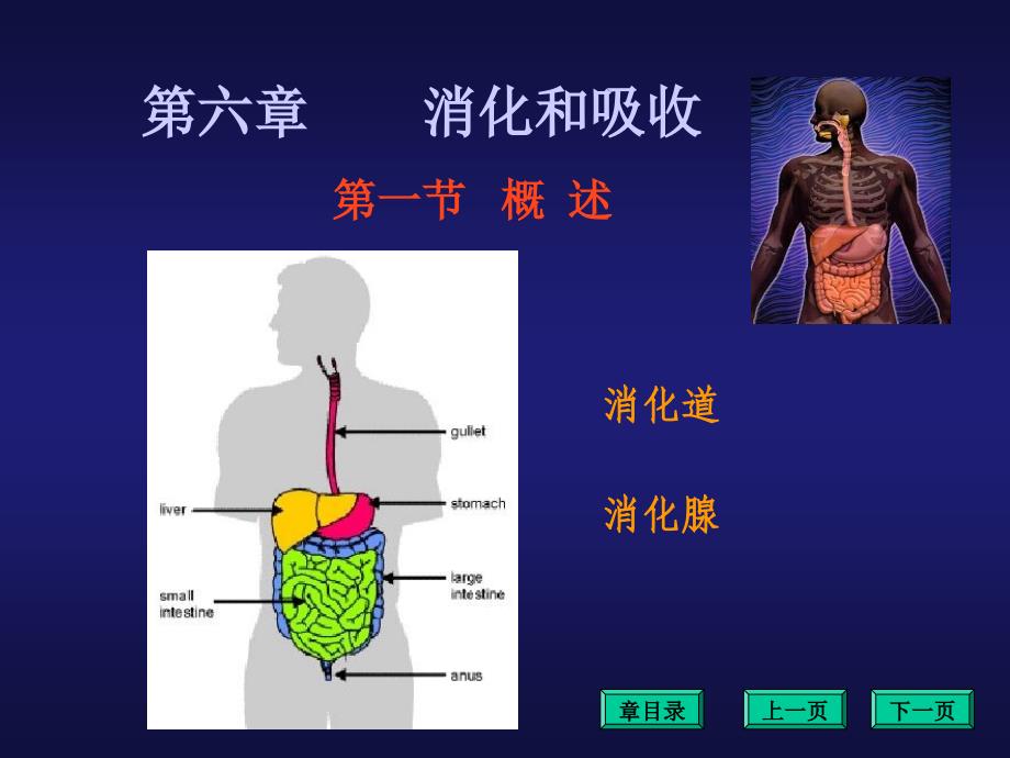 消化和吸收课件PPT教材_第3页