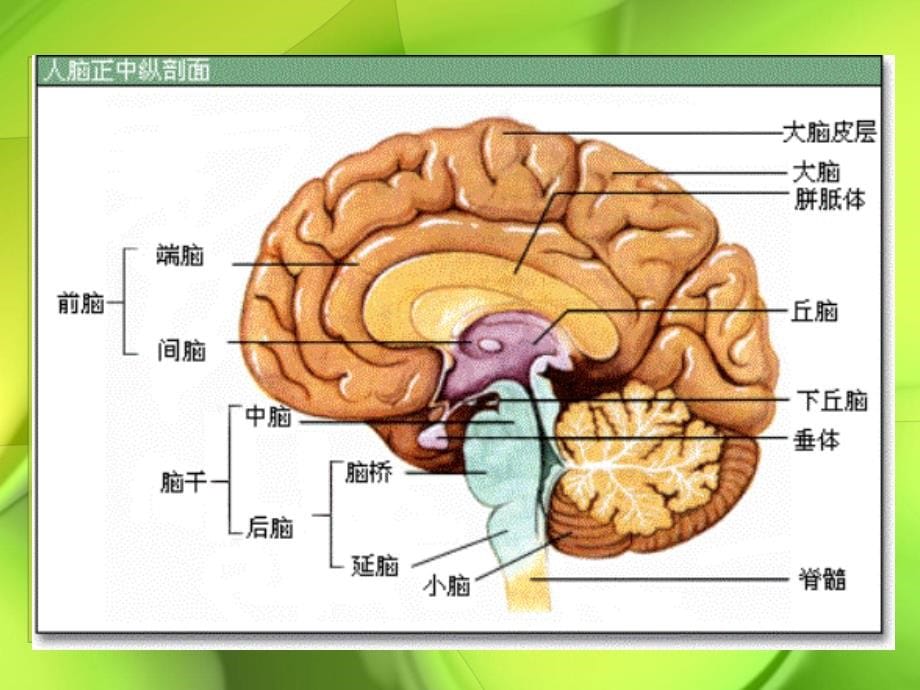 中枢神经系统正常影像解剖及颅脑基本病变新改解读_第5页
