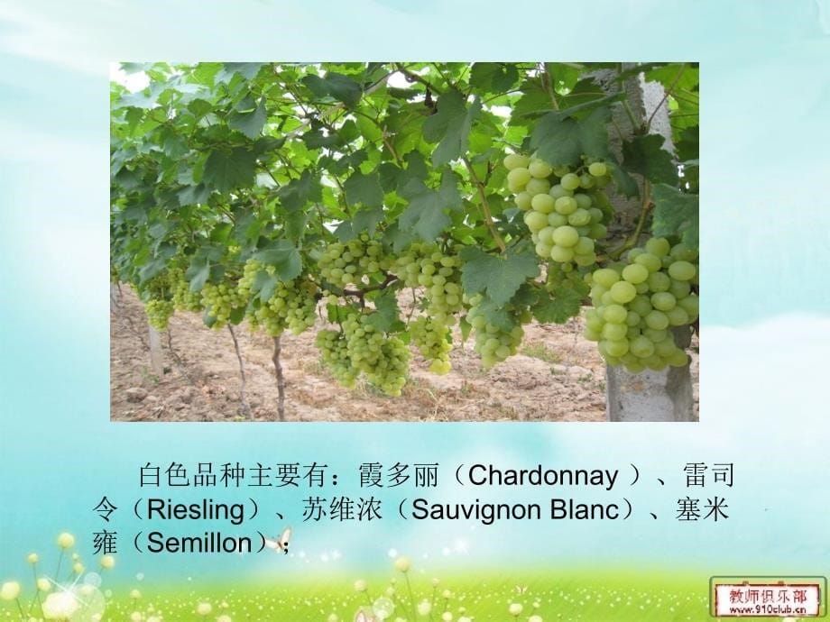 我国酿酒葡萄种植产地分布情况._第5页