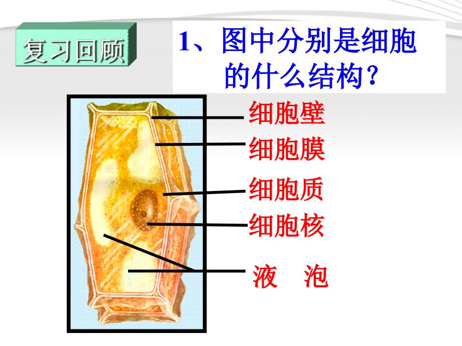 三动物细胞人教版七年级_第2页