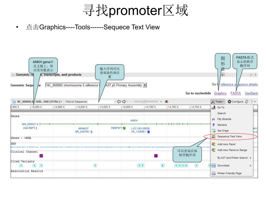 寻找启动子区域和预测转录因子结合位点PPT教材_第4页