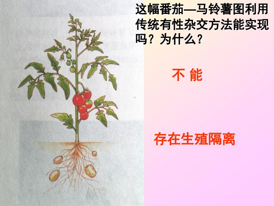 植物体细胞杂交好分析_第2页