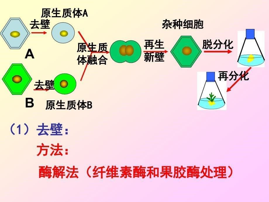 植物体细胞杂交好分析_第5页