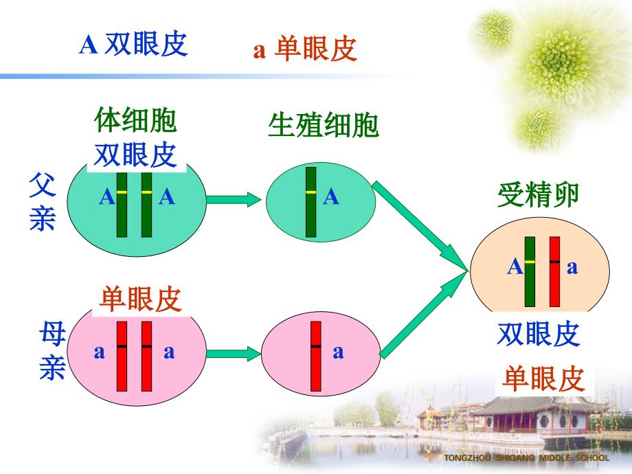 三《基因的显性和隐性》_第2页