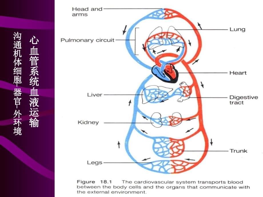 循环——大学课件解读_第5页