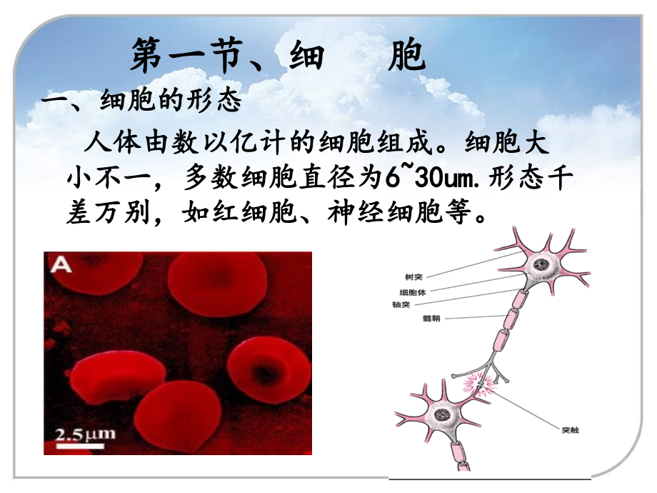 细胞与基本组织剖析_第3页