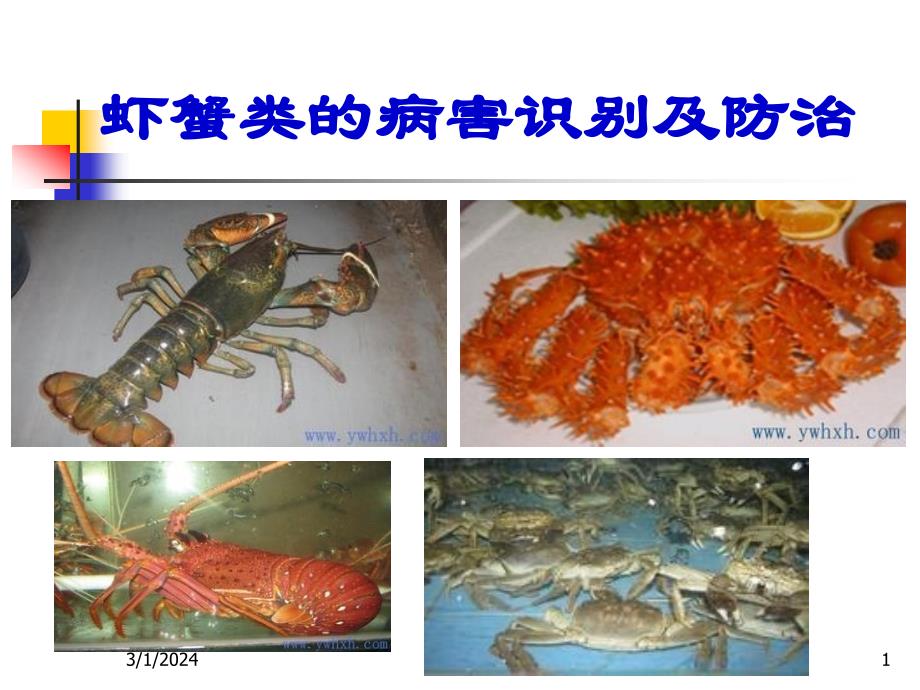 虾蟹类病害识别及防治PPT讲解_第1页