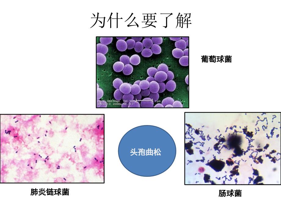 细菌分类与药敏解读(2015-7-15)教材_第2页