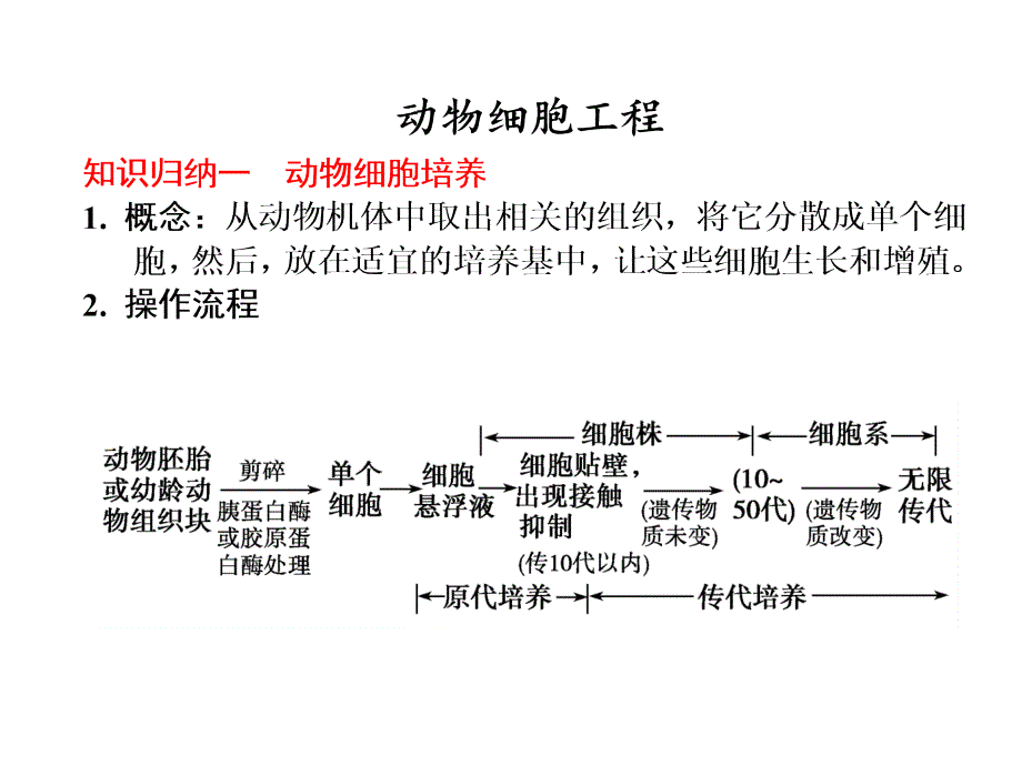 动物细胞工程汇报材料_第1页