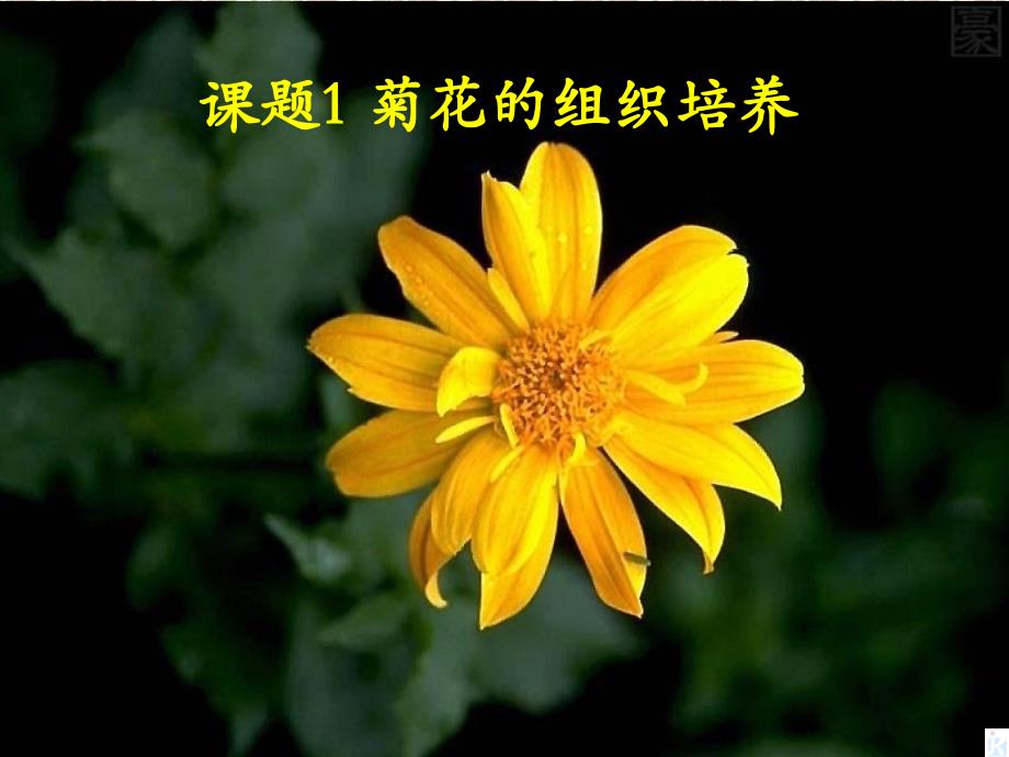 《菊花的组织培养》(新人教版选修)_第1页