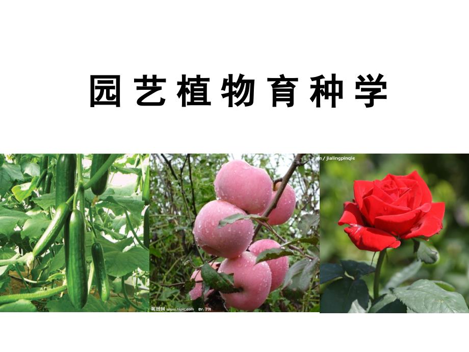 园艺植物育种学._第1页