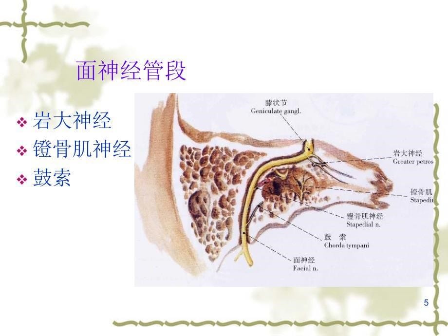 周围性面神经麻痹解读_第5页