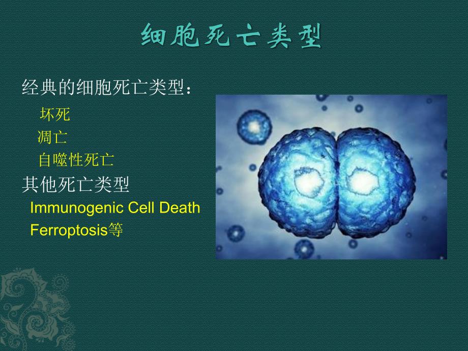 细胞死亡的类型讲解_第2页