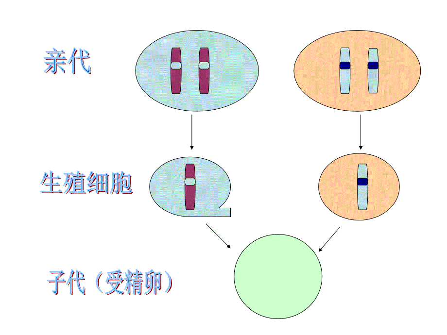 三基因的显性和隐性microsoftpowerpoint演示文稿_第2页