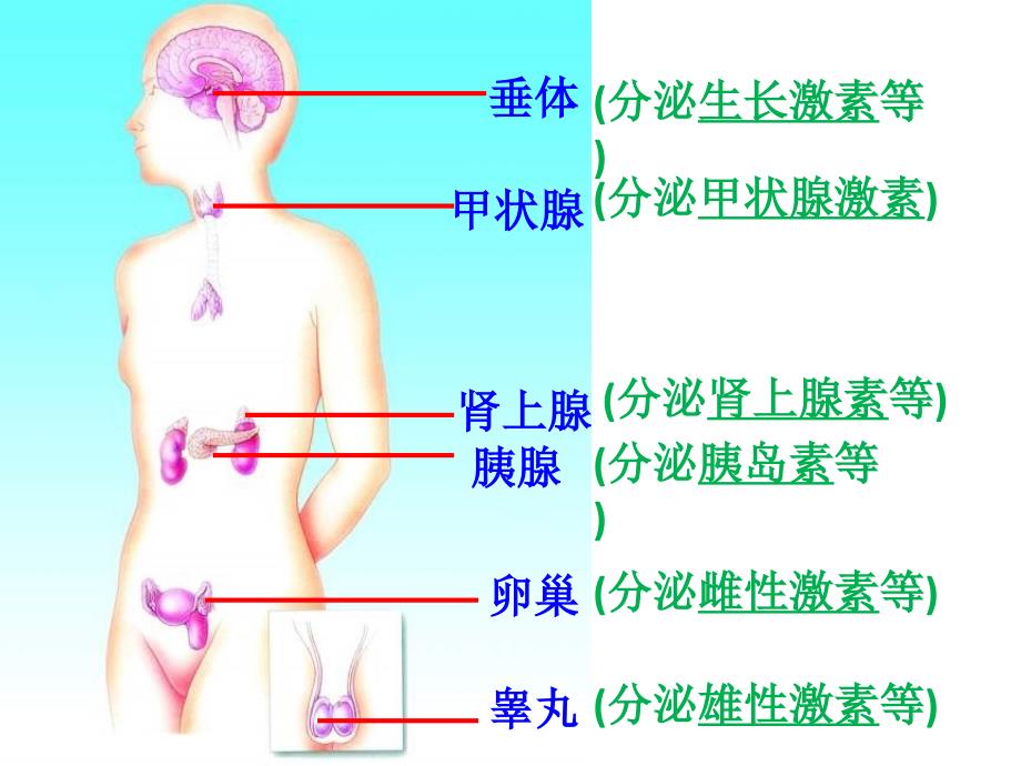 浙教版 八年级上 32人体的激素调节解读_第4页