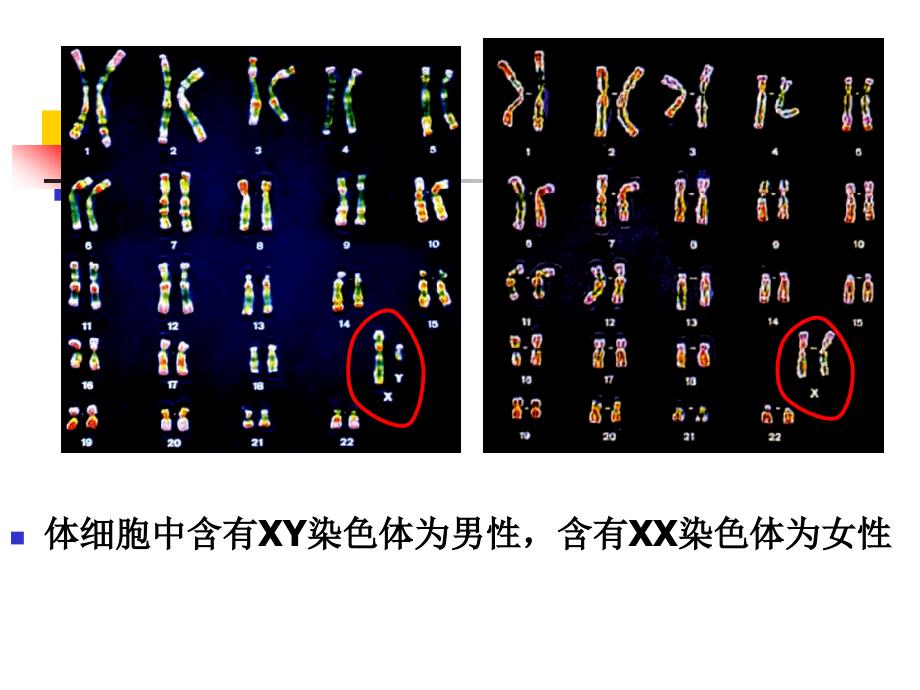 体细胞中常染色体和性染色体的数目生殖细胞中呢_第4页