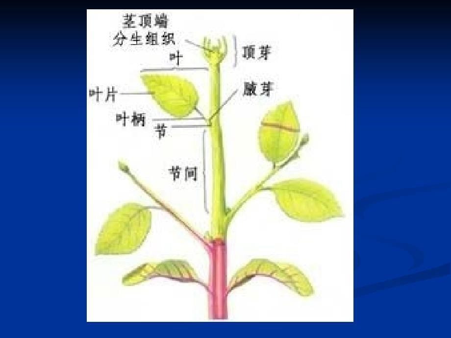 七植物快速繁殖和脱毒课_第5页