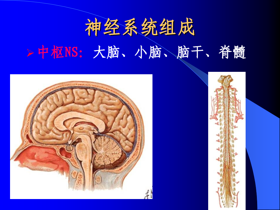 入科教育神经系统检查_第2页