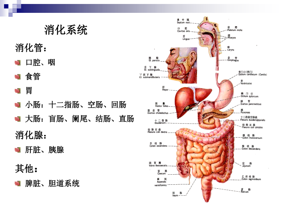 胃肠道疾病影像诊断总论ppt教程_第2页