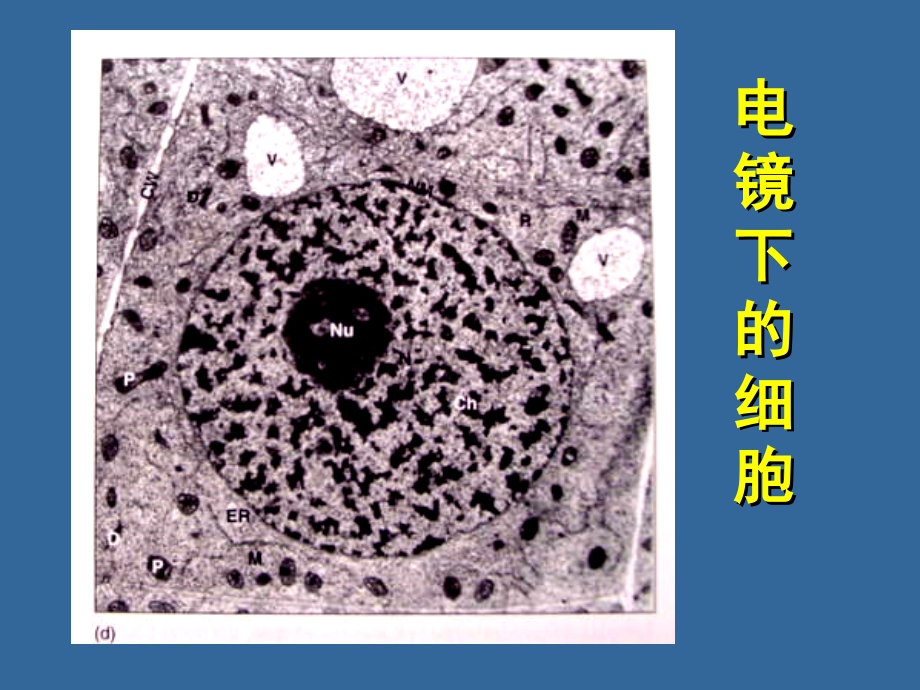 植物细胞与组织教材_第4页