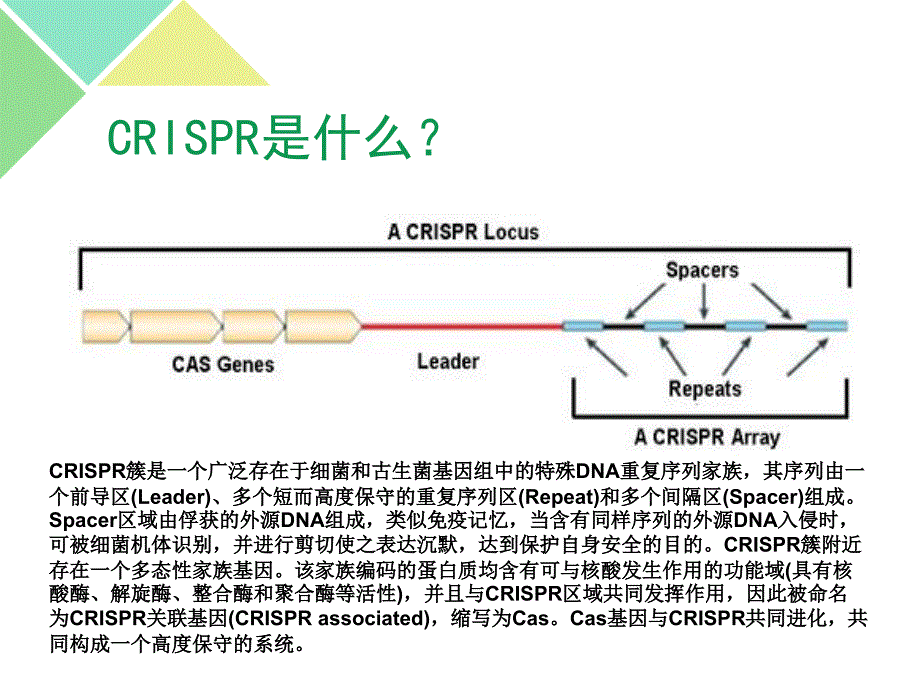 CrisperCas 9技术介绍资料_第3页