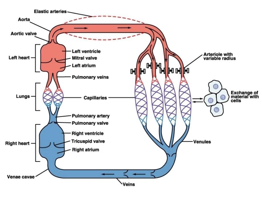 生物力学课程——第六章血管的力学性质18(新) - 副本_第5页