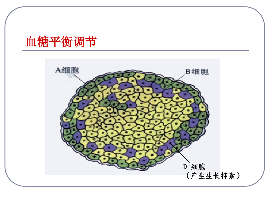 人教版教学二动物和人体生命活动的调(共张)_第4页