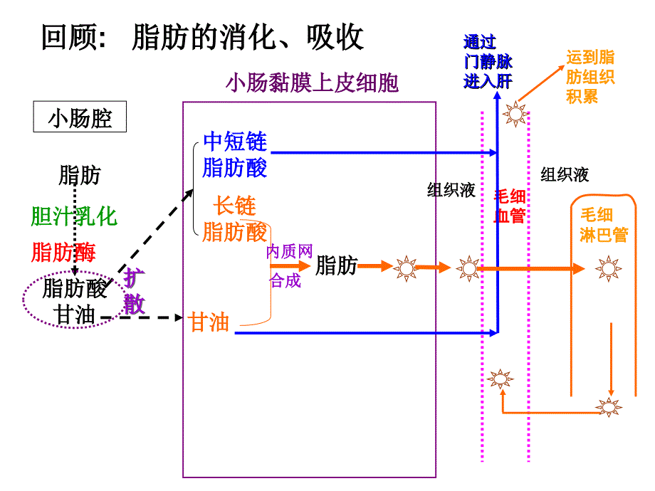 血脂代谢及其调节讲解_第4页