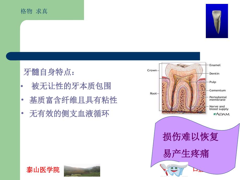 牙髓及根尖周的组织学特点讲解_第4页