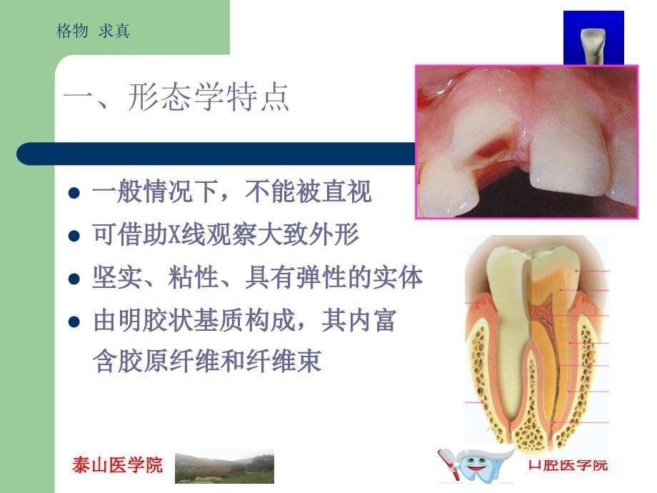 牙髓及根尖周的组织学特点讲解_第5页