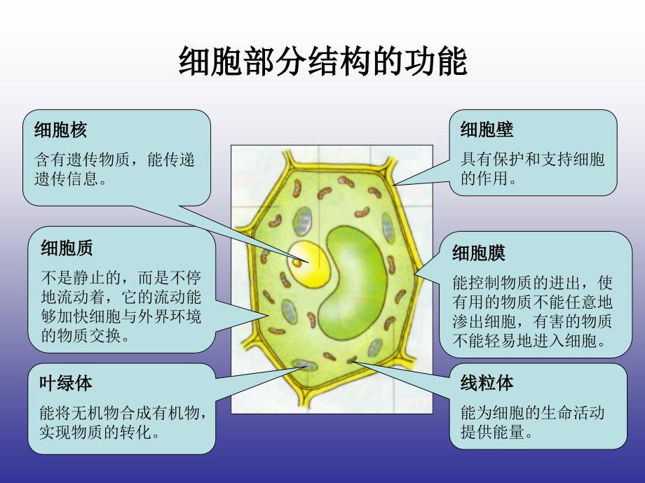 细胞各个部分的功能_第2页