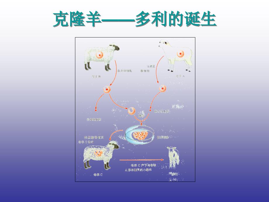 细胞各个部分的功能_第4页