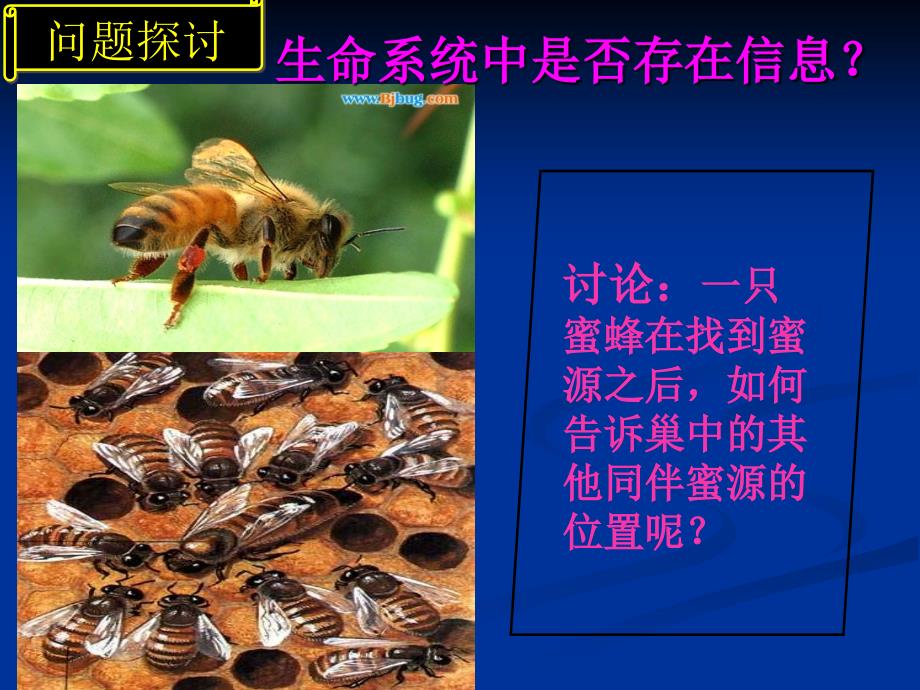 人教版教学高中生物人教版必修三：《生态系统的信息传递》_第2页