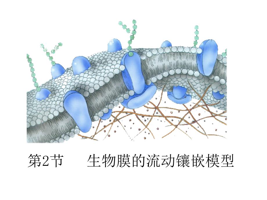 人教版教学生物膜的流动镶嵌模型(自制)_第1页