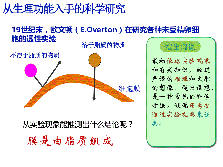 人教版教学生物膜的流动镶嵌模型(自制)_第4页