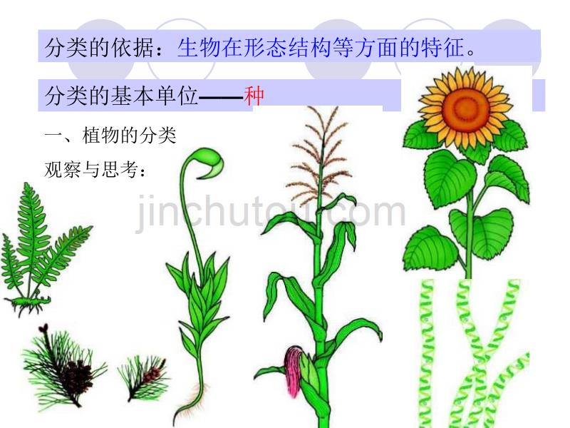 六根据生物的特征进行分类_第3页