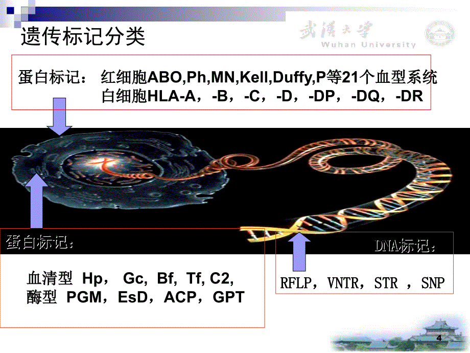 亲子鉴定与个体识别综述_第4页