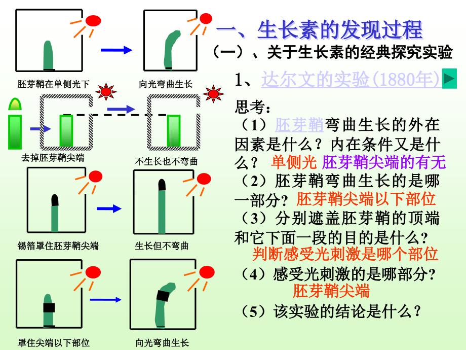 人教版教学生物必修植物生长素的发现_第4页