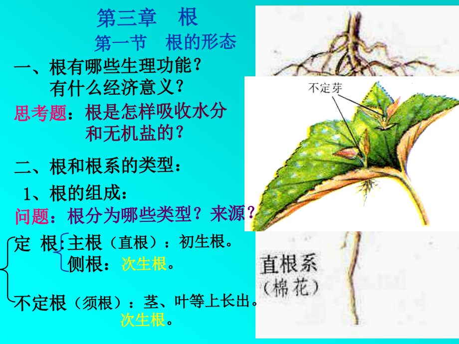 《根.茎.叶.变态》PPT课件_第3页