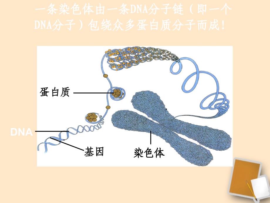 中考生物《遗传与变异》《传染病与免疫》专题复习人教新课标版_第4页