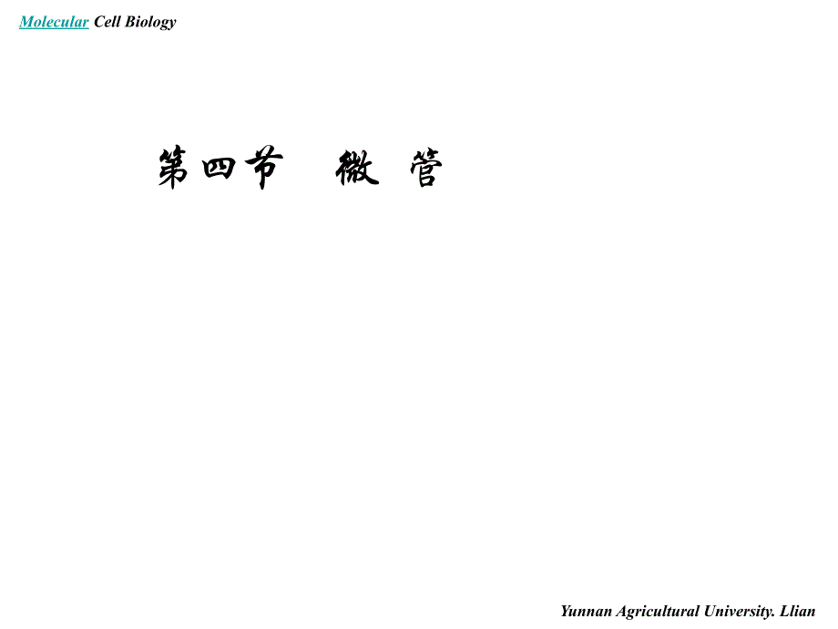 分子细胞生物学——细胞骨架_第3页