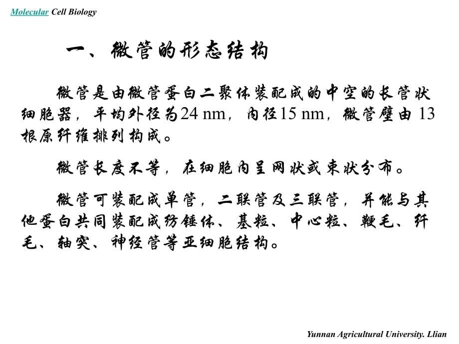 分子细胞生物学——细胞骨架_第5页