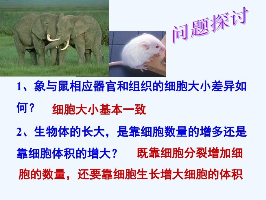 人教版教学高中生物必修一细胞增殖_第2页