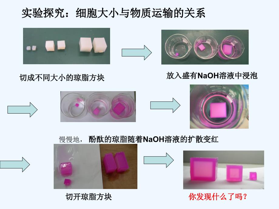 人教版教学高中生物必修一细胞增殖_第4页