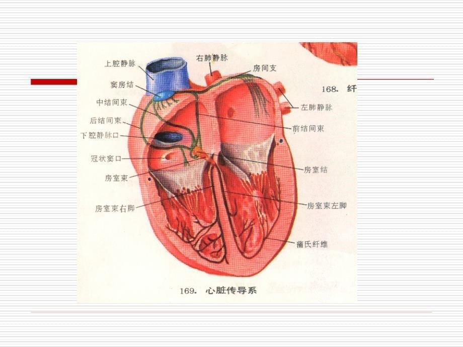 循环系统常见疾病的主要症状和体征讲解_第5页