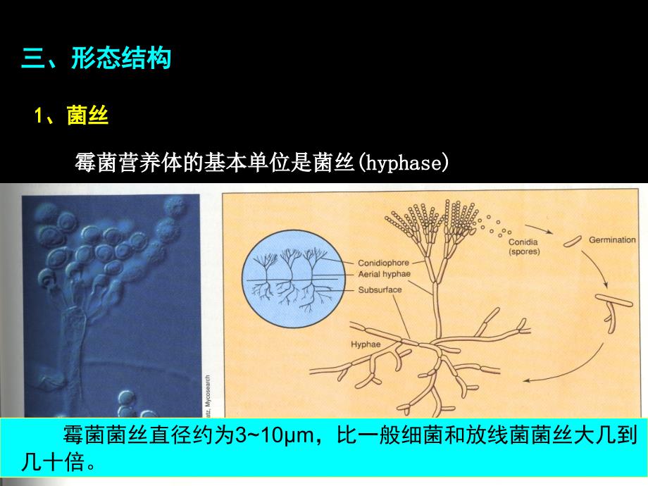 二微生物形态构造_第2页