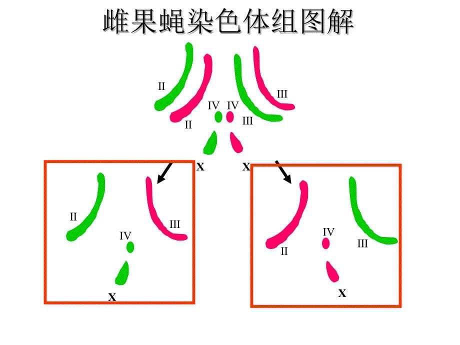 人教版教学二染色体变异_第5页