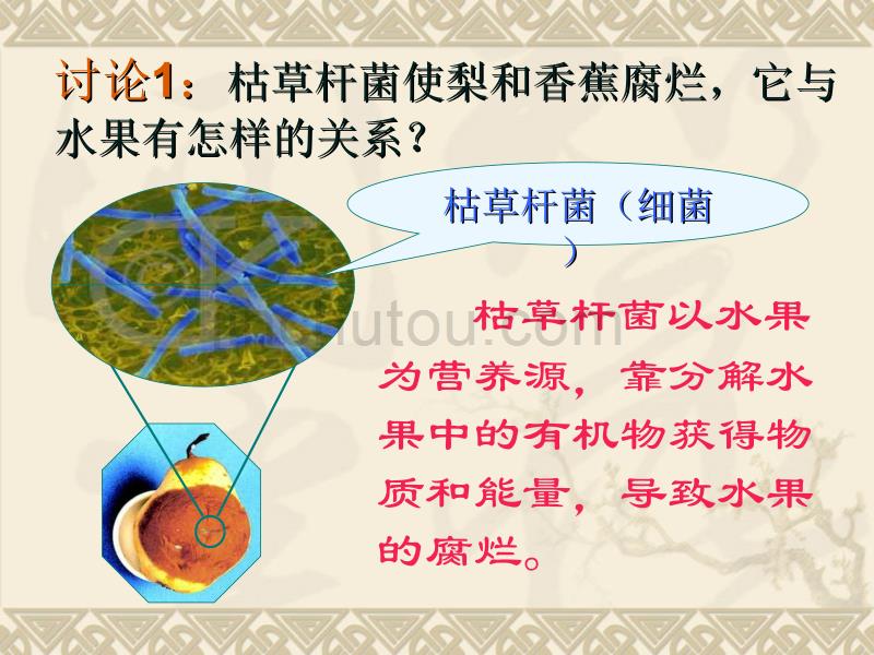 五细菌和真菌在生物圈中_第4页