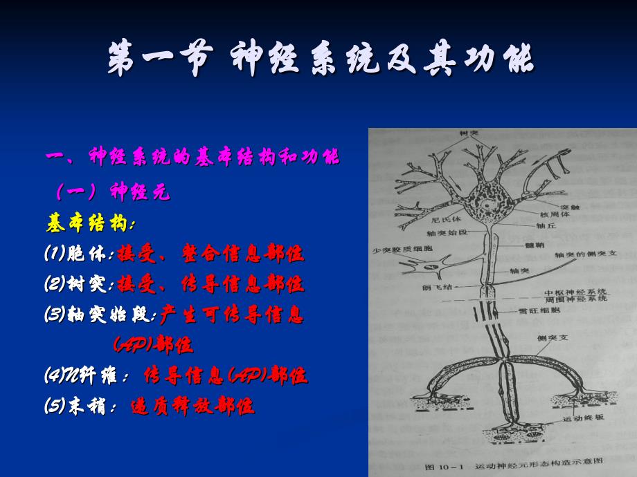 肌肉活动的神经调节_第2页